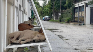 Illustration : Des bénévoles fabriquent des abris pour les chiens errants à partir de panneaux d'affichage inutilisés