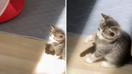 Illustration : La vidéo adorable d'un chaton découvrant son tout premier rayon de soleil