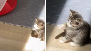 Illustration : La vidéo adorable d'un chaton découvrant son tout premier rayon de soleil