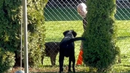 Illustration : Elle découvre que son chien joue secrètement au lance-balles avec le voisin (vidéo)