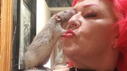 Illustration : Elle adopte un rat en 2018 ! Aujourd'hui, elle en possède 50 qu'elle considère tous « comme ses bébés » (vidéo)