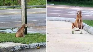 Illustration : Une chienne enceinte en fugue devient une star locale et fait l'objet d'une traque de grande ampleur