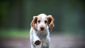 Illustration : Le top 14 des meilleures photos de chiots partagé par un photographe animalier