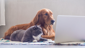 Illustration : Comment bien choisir l’assurance santé de son chien ou de son chat ?