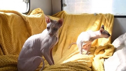 Illustration : Une femelle Sphynx utilisée pour mettre au monde plus de 70 chatons prise en charge dans un état préoccupant