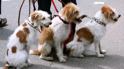 Illustration : Plusieurs municipalités françaises prennent des mesures de sécurité pour encadrer l'activité de promeneurs de chiens