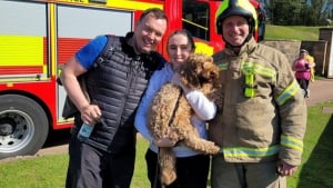 Illustration : Un chien disparu depuis 48 heures retrouvé au bord d'une falaise (vidéo)