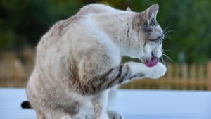 Illustration : Mue du printemps chez votre chien ou chat : comment prendre soin de lui pendant cette période ?