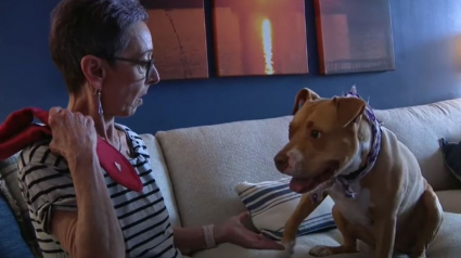 Illustration : Une femme en phase terminale d'un cancer a un dernier souhait : trouver une famille pour son chien !