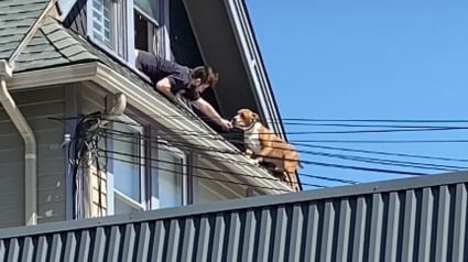 Illustration : Un chien coincé sur le toit d'une maison oblige ses sauveteurs à prendre des risques pour l'extirper de sa mésaventure (vidéo)