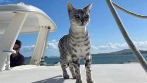 Illustration : Une chatte Bengal tombée à l'eau lors d'une virée en catamaran, retrouvée 10 jours plus tard sur une île