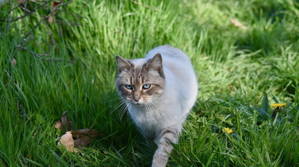 Illustration : Une étude révèle où se déplace votre chat quand il est dehors en solitaire