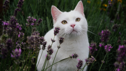 Illustration : 18 prénoms de chats qui sentent bon le printemps