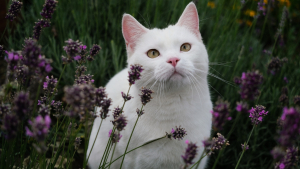Illustration : 18 prénoms de chats qui sentent bon le printemps