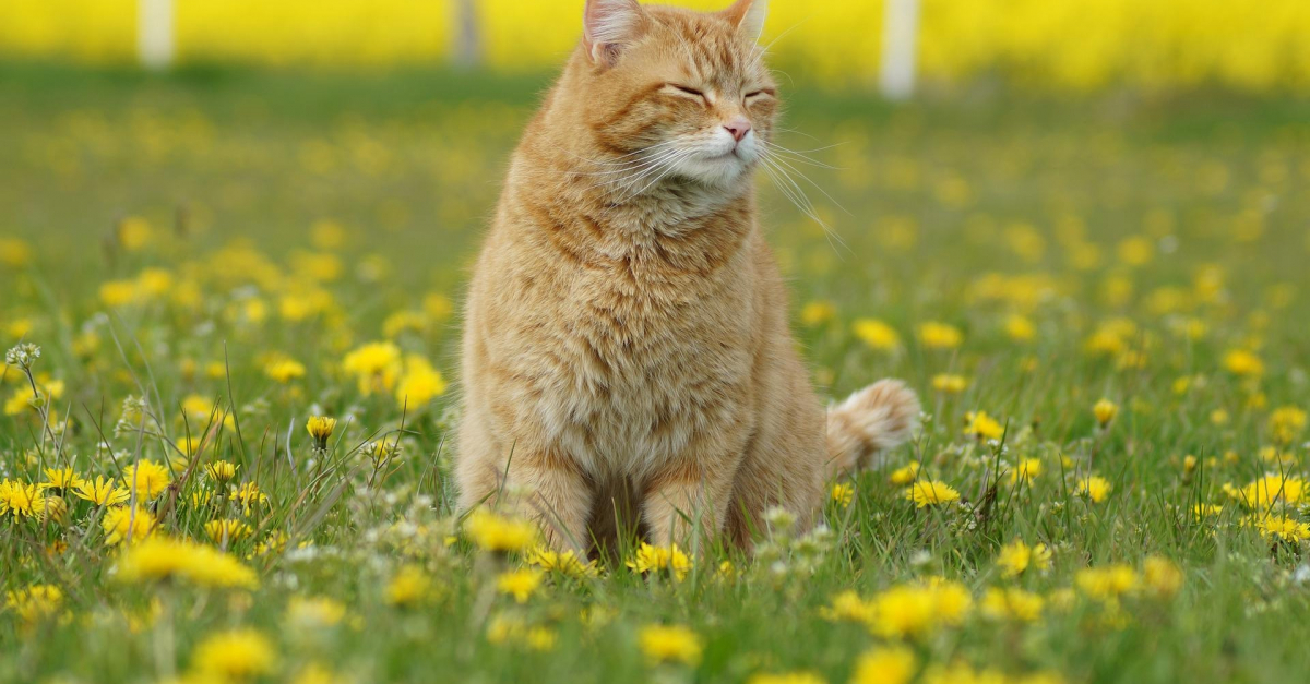 Demangeaisons Eternuements Toux Votre Chat Souffre T Il Du Rhume Des Foins