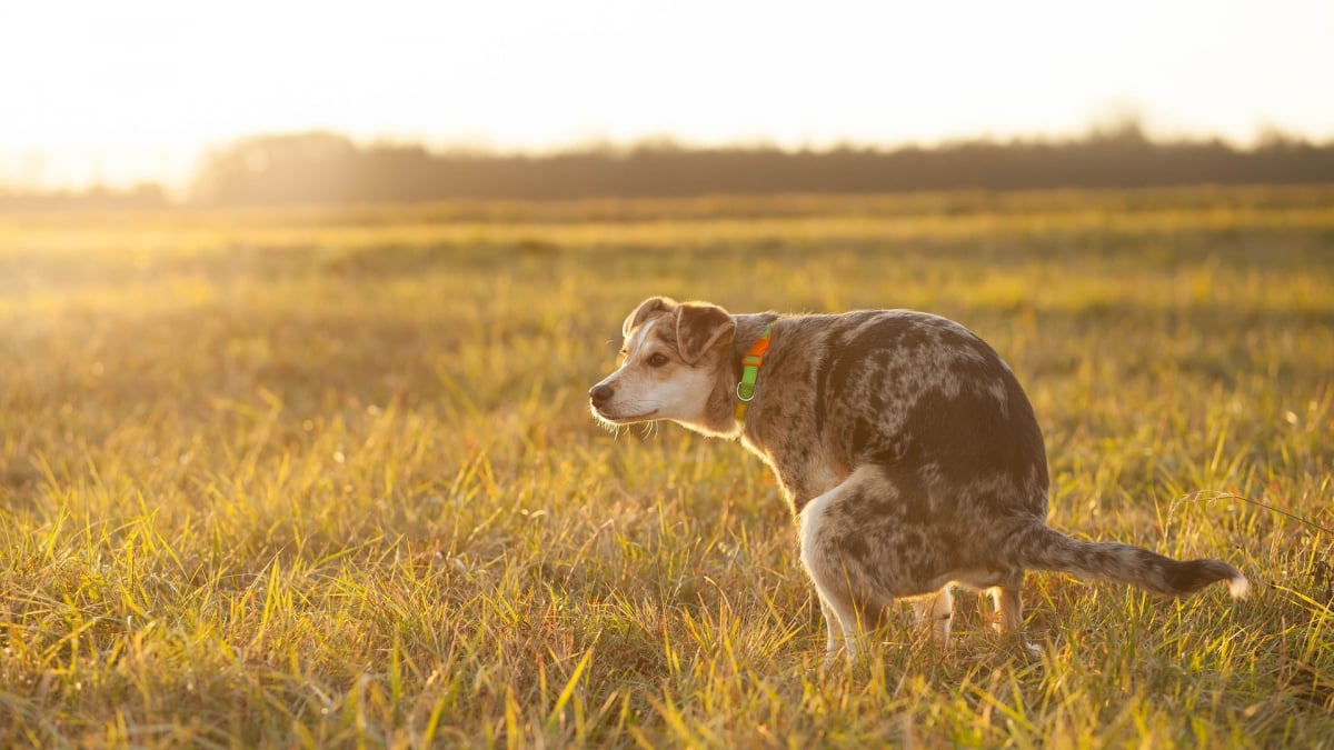 Illustration : "Jusqu'à 750 € d'amende pour une crotte de chien non ramassée"