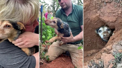 Illustration : Une chienne piégée pendant 56 heures dans un terrier de lapins au grand désespoir de sa maîtresse (vidéo)