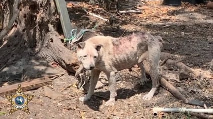 Illustration : « La chienne mangeait des cailloux » : une femme arrêtée pour cruauté envers les animaux