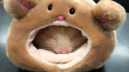 Illustration : 17 photos de hamsters qui pourraient remporter le prix de l'animal le plus mignon