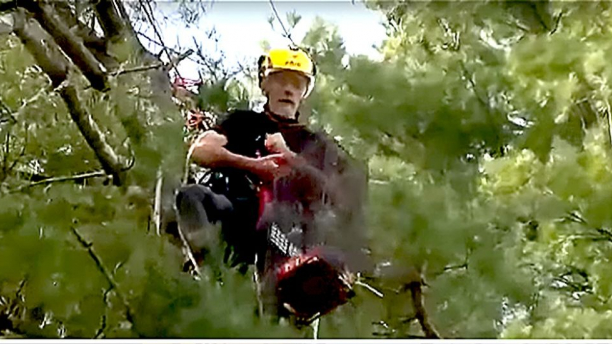 Illustration : "Après plusieurs tentatives de sauvetage, un chat perché à 24 mètres de haut doit son salut à un grimpeur d'arbres professionnel"