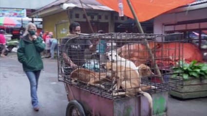 Illustration : Dans un marché indonésien, une femme voit 4 chiens sur le point d'être vendus pour leur viande et décide d'intervenir