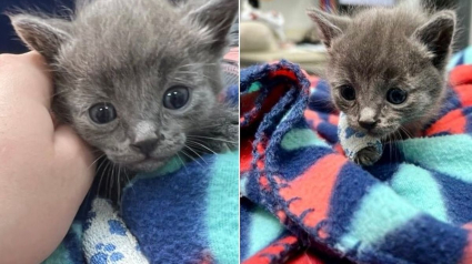 Illustration : Un chaton blessé après s'être caché sous une tondeuse à gazon mise en marche attend une bonne nouvelle