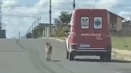 Illustration : Un chien fidèle suit l'ambulance qui transporte son maître à l'hôpital (vidéo)