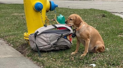 Illustration : Une chienne découverte abandonnée, attachée à une bouche d'incendie et avec un triste message de ses maîtres