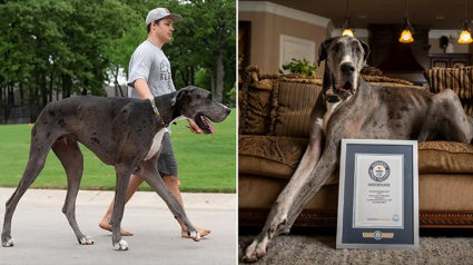 Illustration : Un Dogue Allemand fait son entrée dans le Guinness World Records grâce à sa taille impressionnante (vidéo)