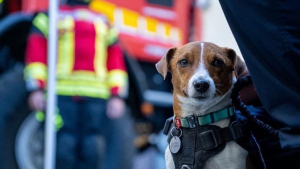 Illustration : Patron, le chien héros renifleur d'explosifs en Ukraine a été décoré par le président Volodymyr Zelensky