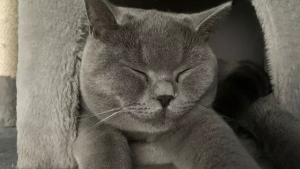 Illustration : 16 photos de chats à la fourrure grise envoûtante