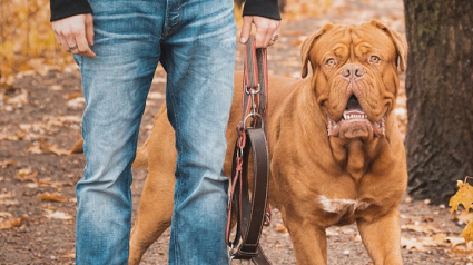 Illustration : Un refuge ayant sauvé une centaine de chiens lance un appel à l'aide pour porter secours à sa mascotte