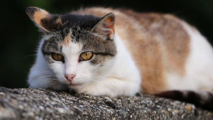 Illustration : Un chat coincé entre les murs de 2 maisons peut remercier cette voisine attentive