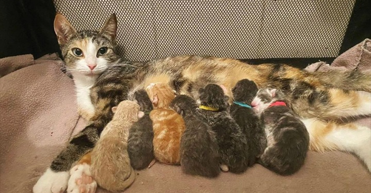 Une Chatte Errante Trouve Un Foyer Puis Fait La Surprise De Mettre Au Monde 7 Chatons