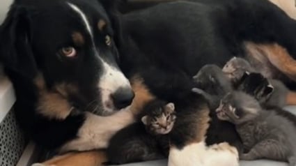 Illustration : La vidéo attendrissante d'un chien qui devient la maman de substitution pour ces chatons pendant que leur mère prend une pause