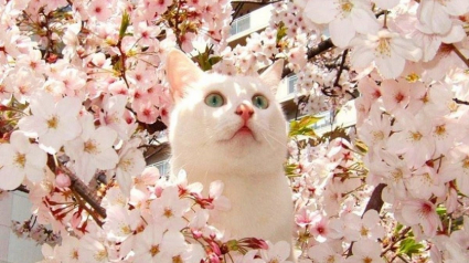 Illustration : 20 photos de chats qui goûtent aux douceurs du printemps