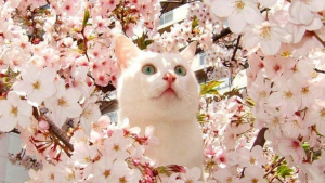 Illustration : 20 photos de chats qui goûtent aux douceurs du printemps