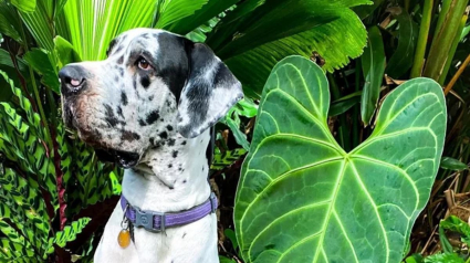 Illustration : 16 photos de chiens qui font concurrence à la beauté de la nature