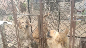 Illustration : "Plus de 30 chiens menacés de finir à l'abattoir en Chine, sauvés par une association"