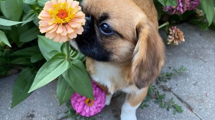 Illustration : Un petit chien consacre son odorat à sa passion pour les fleurs