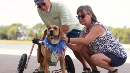 Illustration : Cet amoureux des animaux offre près de 70 fauteuils roulants pour des chiens et chats handicapés