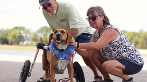 Illustration : Cet amoureux des animaux offre près de 70 fauteuils roulants pour des chiens et chats handicapés