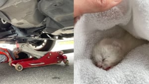 Illustration : Un chaton nouveau-né blessé et retrouvé sans sa maman sous le capot d'une voiture