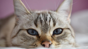 Illustration : 17 raisons pour lesquelles les chats nous font craquer