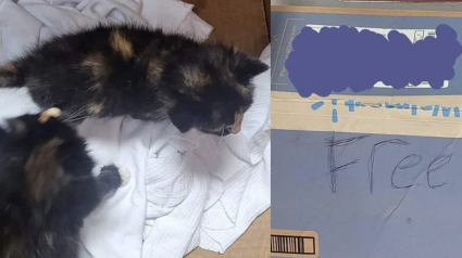 Illustration : Deux chatons retrouvés devant un magasin dans un carton portant la mention gratuit deviennent inséparables