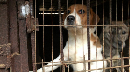 Illustration : Un chien sauvé d’une ferme d’élevage de viande en Corée du Sud compte bien profiter de sa deuxième chance au Royaume-Uni 