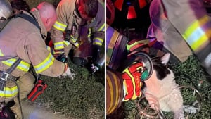 Illustration : Victime d'un incendie, ce chat renaît de ses cendres grâce aux pompiers qui lui administrent de l'oxygène !