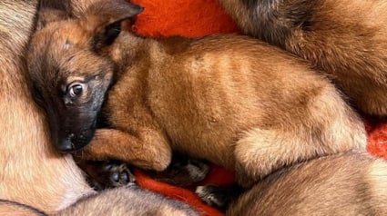 Illustration : 21 Malinois retrouvés enfermés dans une maison près de Dax doivent encore se battre pour retrouver la santé