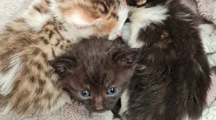 Illustration : L’abandon de 4 chatons retrouvés en plein soleil sur une aire de repos dans le Nord met en colère les associations de protection animale