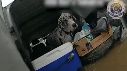 Illustration : Des policiers bravent les inondations pour sauver 2 hommes et 3 chiens piégés dans une camionnette (vidéo)